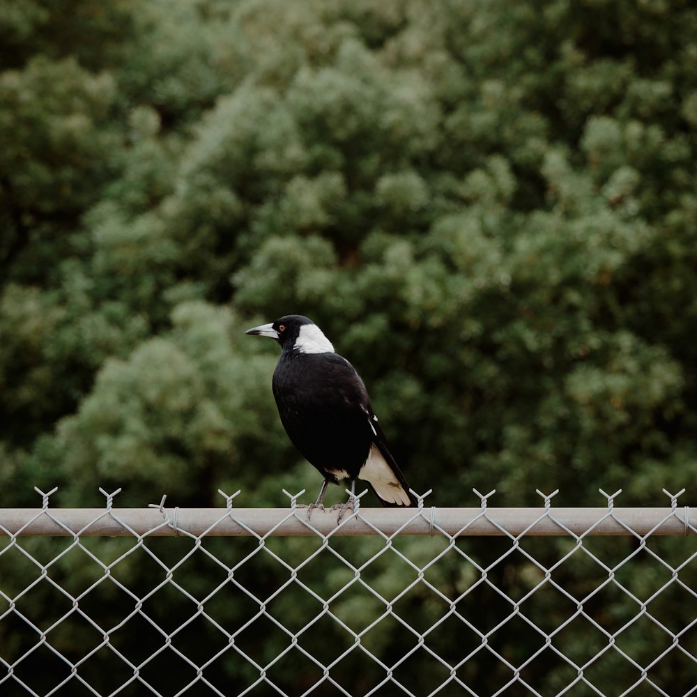 black bird on grey metal fence during daytime