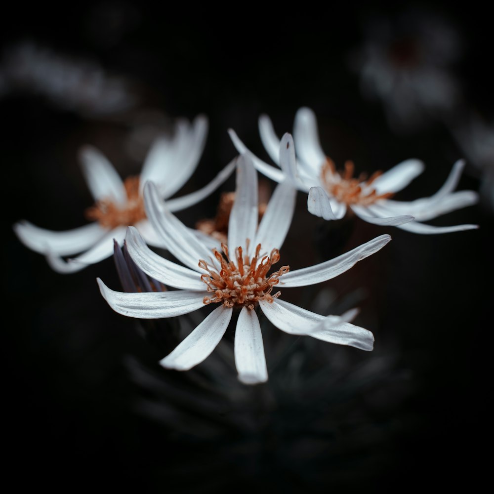 white and red flower in black background