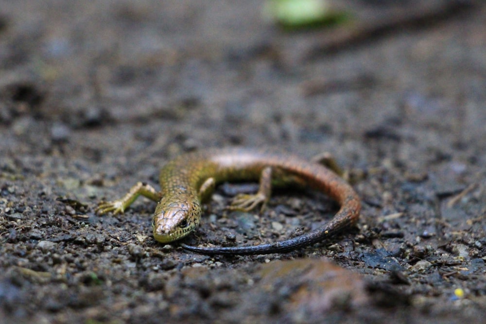 brown lizard on black rock