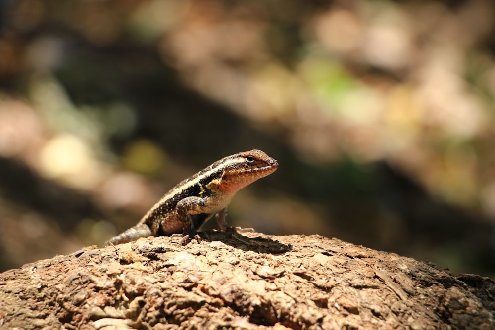 lagarto marrom e preto na rocha marrom durante o dia