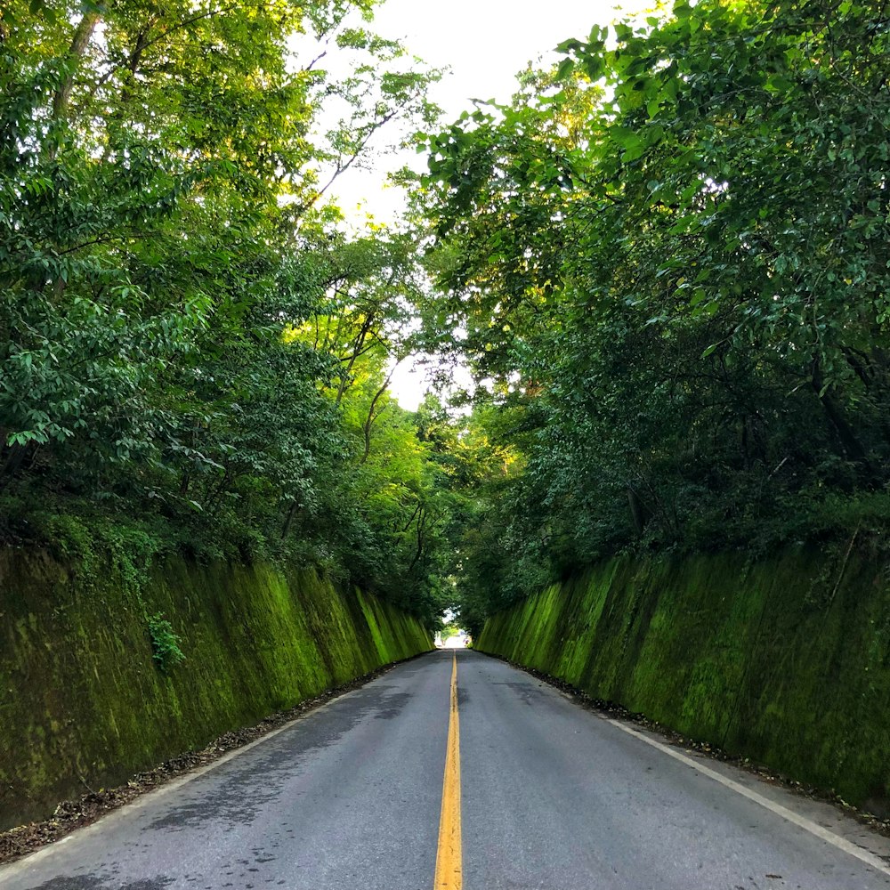 gray concrete road between green trees during daytime