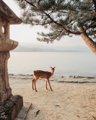 brown deer standing on brown sand near body of water during daytime