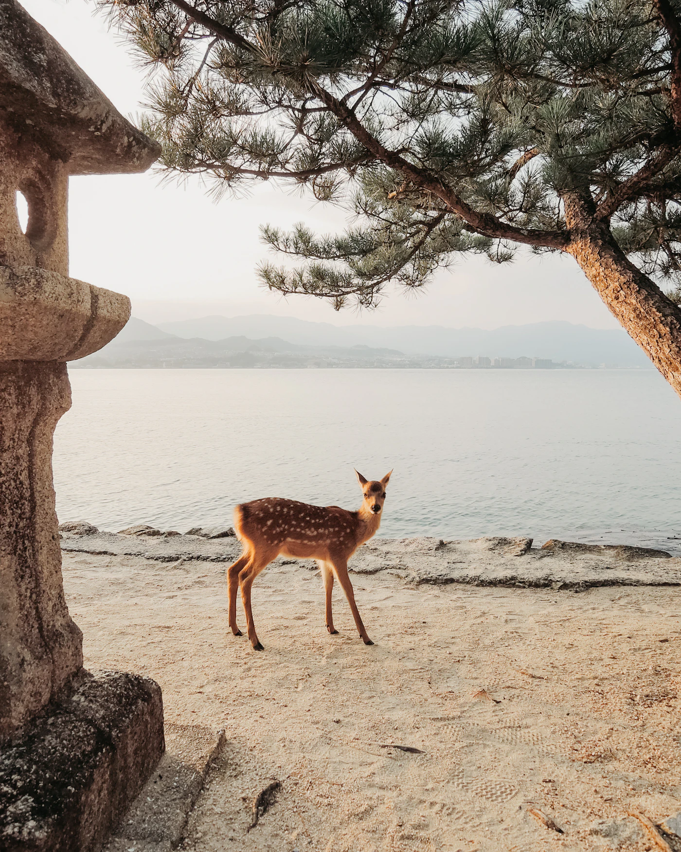 Wild deer on the shore of Miyajima island