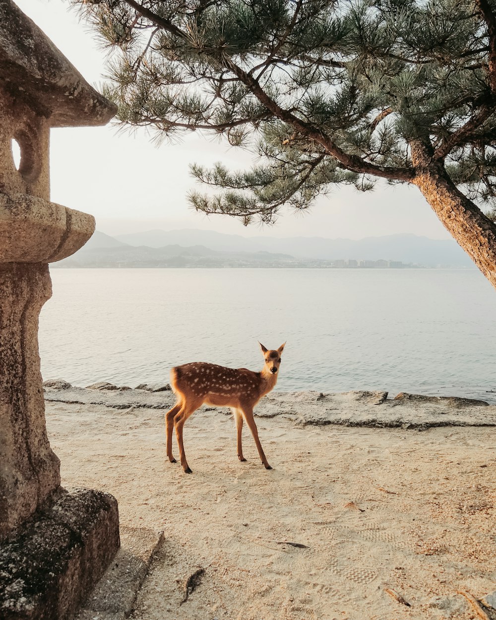 日中、水域近くの茶色の砂浜に立つ茶色の鹿