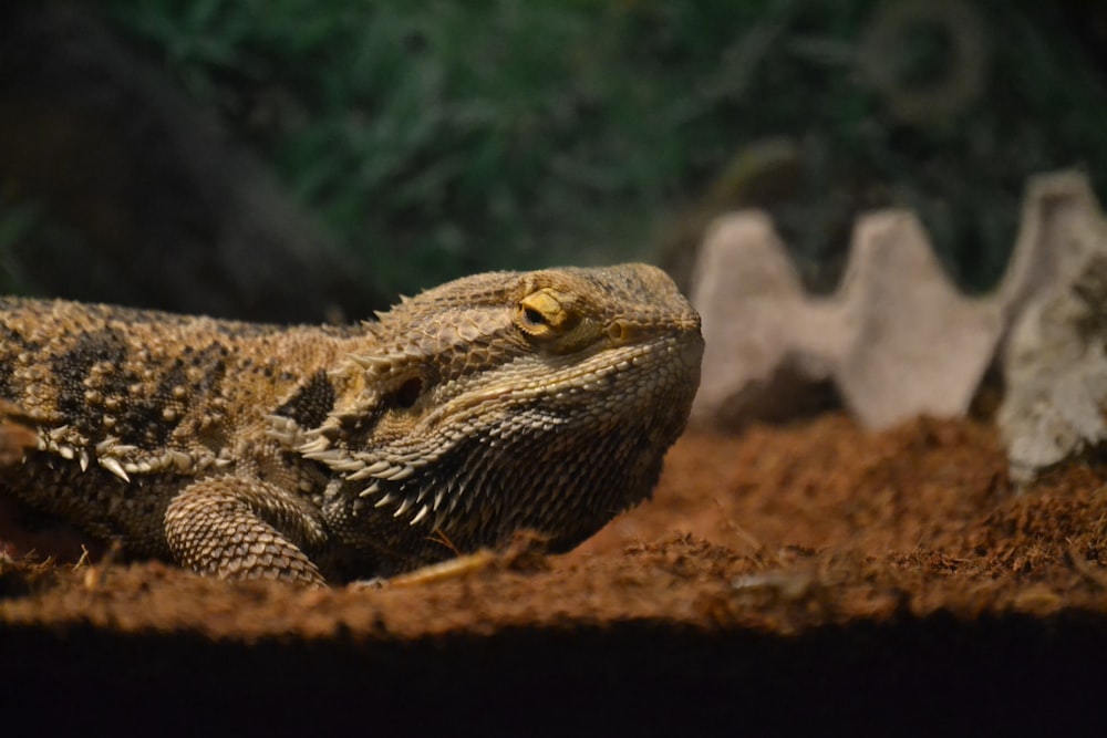 brown and black bearded dragon on brown rock
