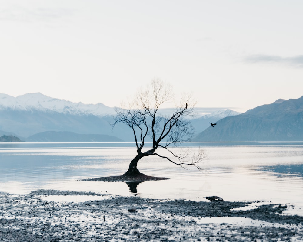 albero senza foglie sullo specchio d'acqua vicino alla montagna durante il giorno