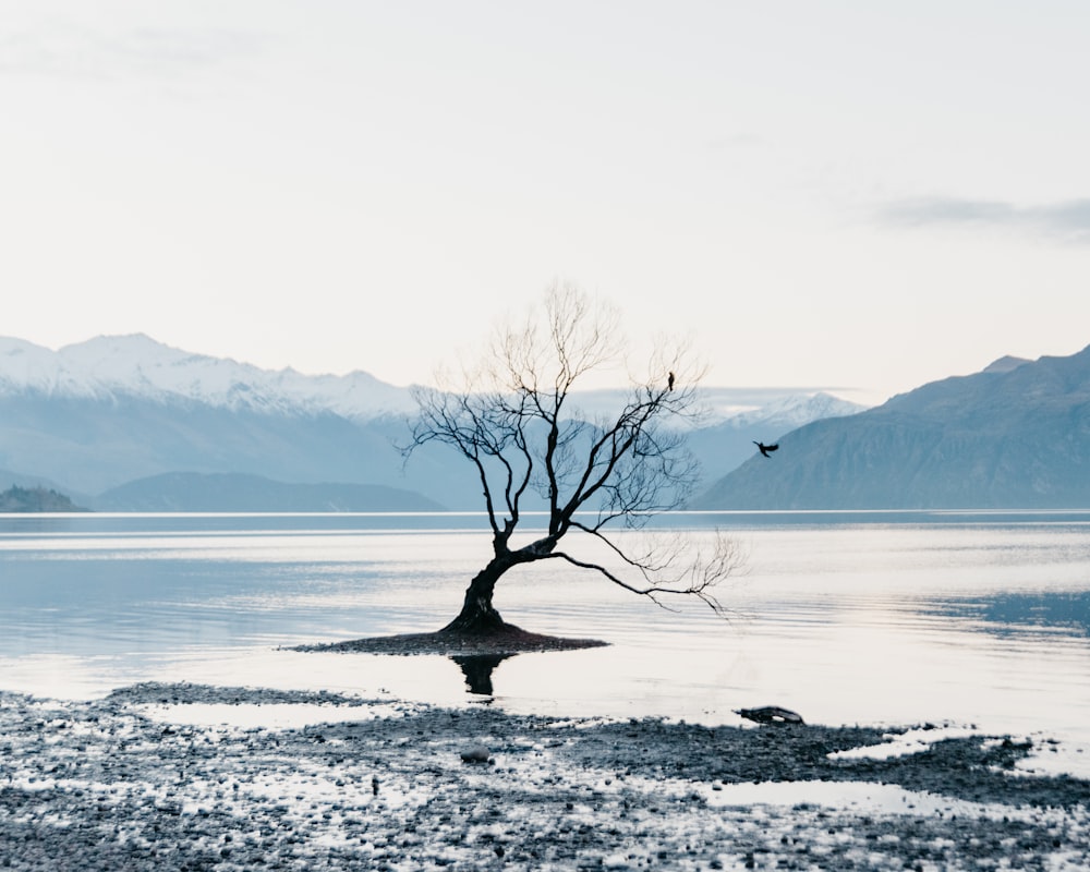 leafless tree on body of water near mountain during daytime