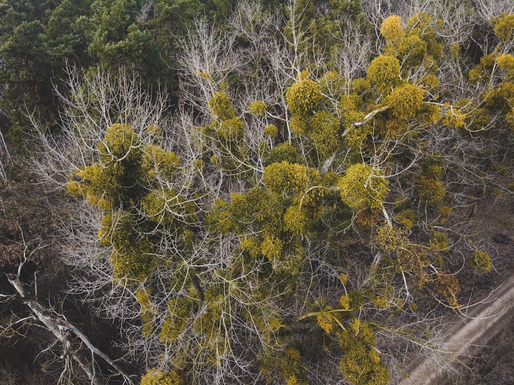 yellow and green trees during daytime