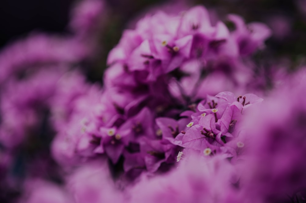 purple flowers in tilt shift lens