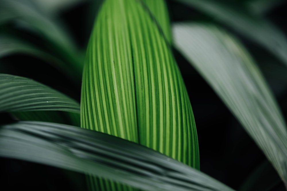 green leaf plant in close up photography