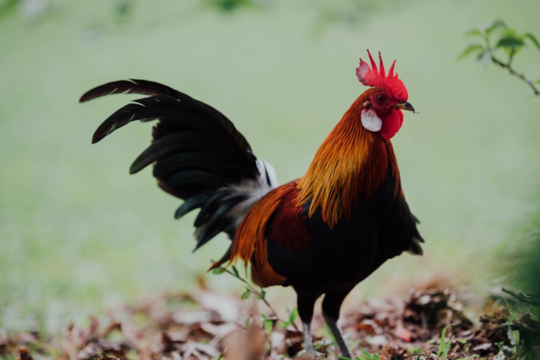 black and brown rooster on dried leaves