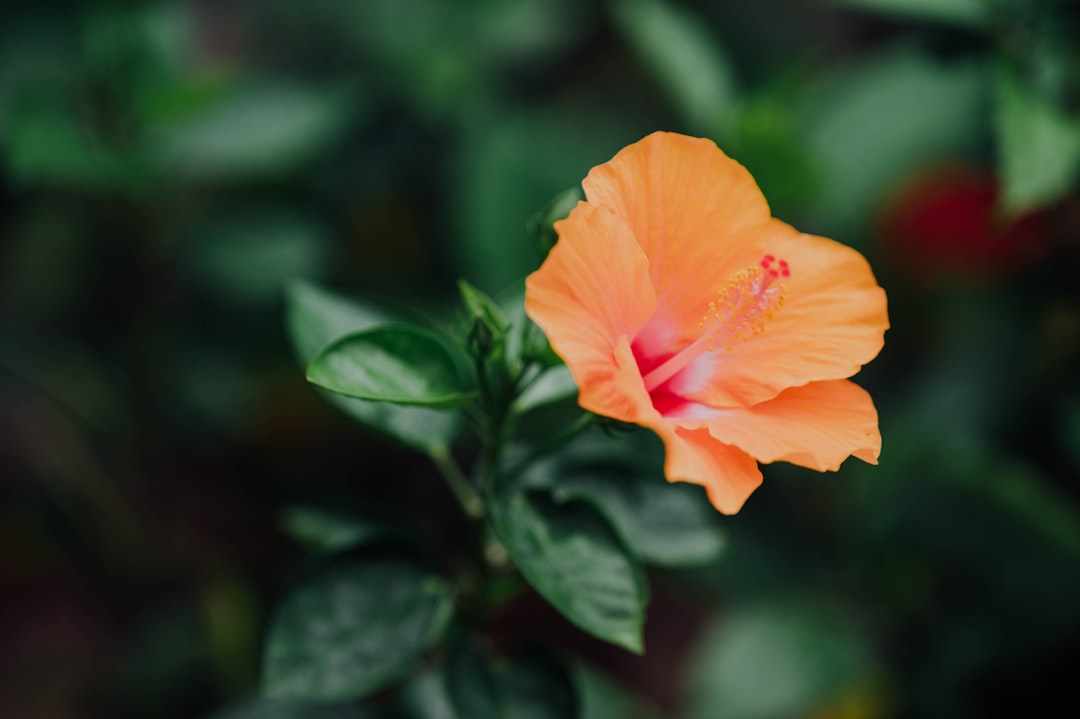 orange flower in tilt shift lens