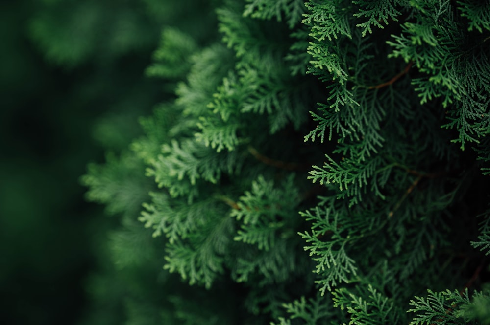 green pine tree in close up photography