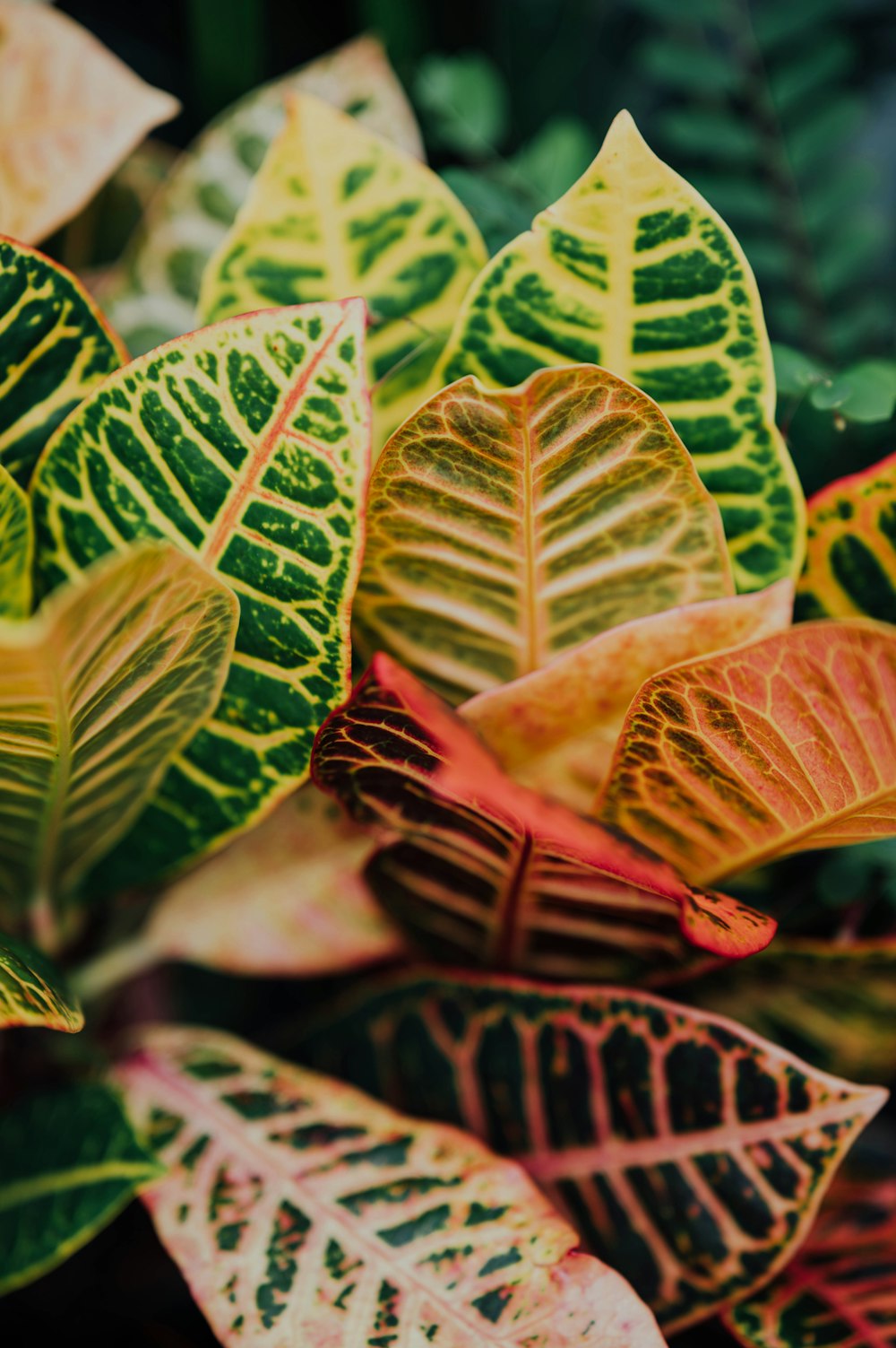 green and brown leaves in macro lens photography