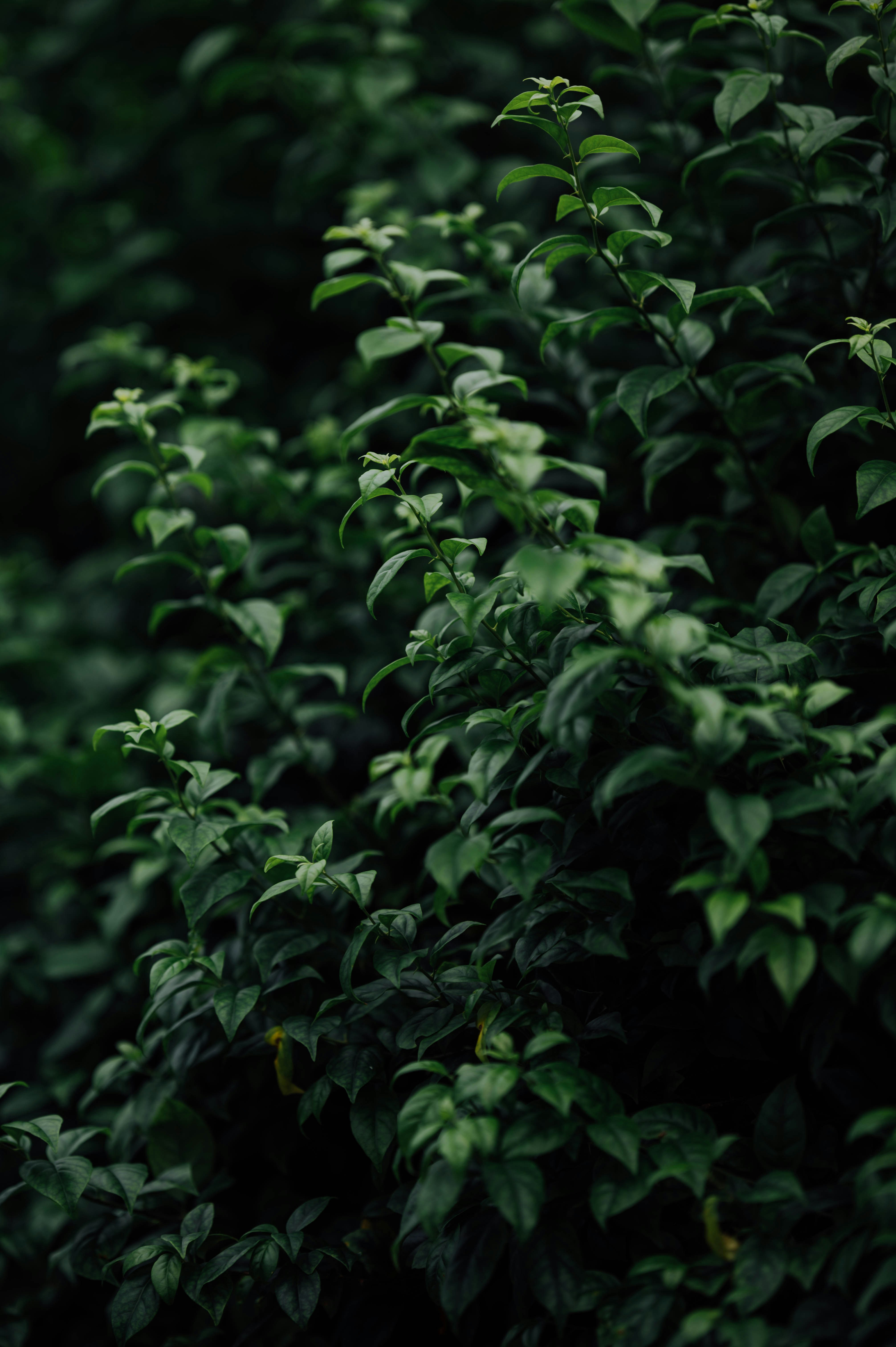 Photo by chuttersnap