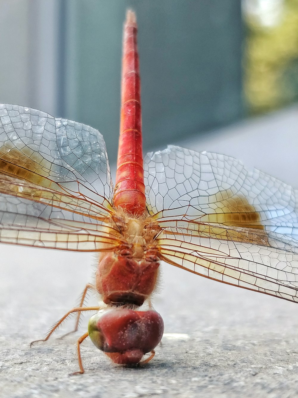 red and brown dragonfly on white concrete surface during daytime