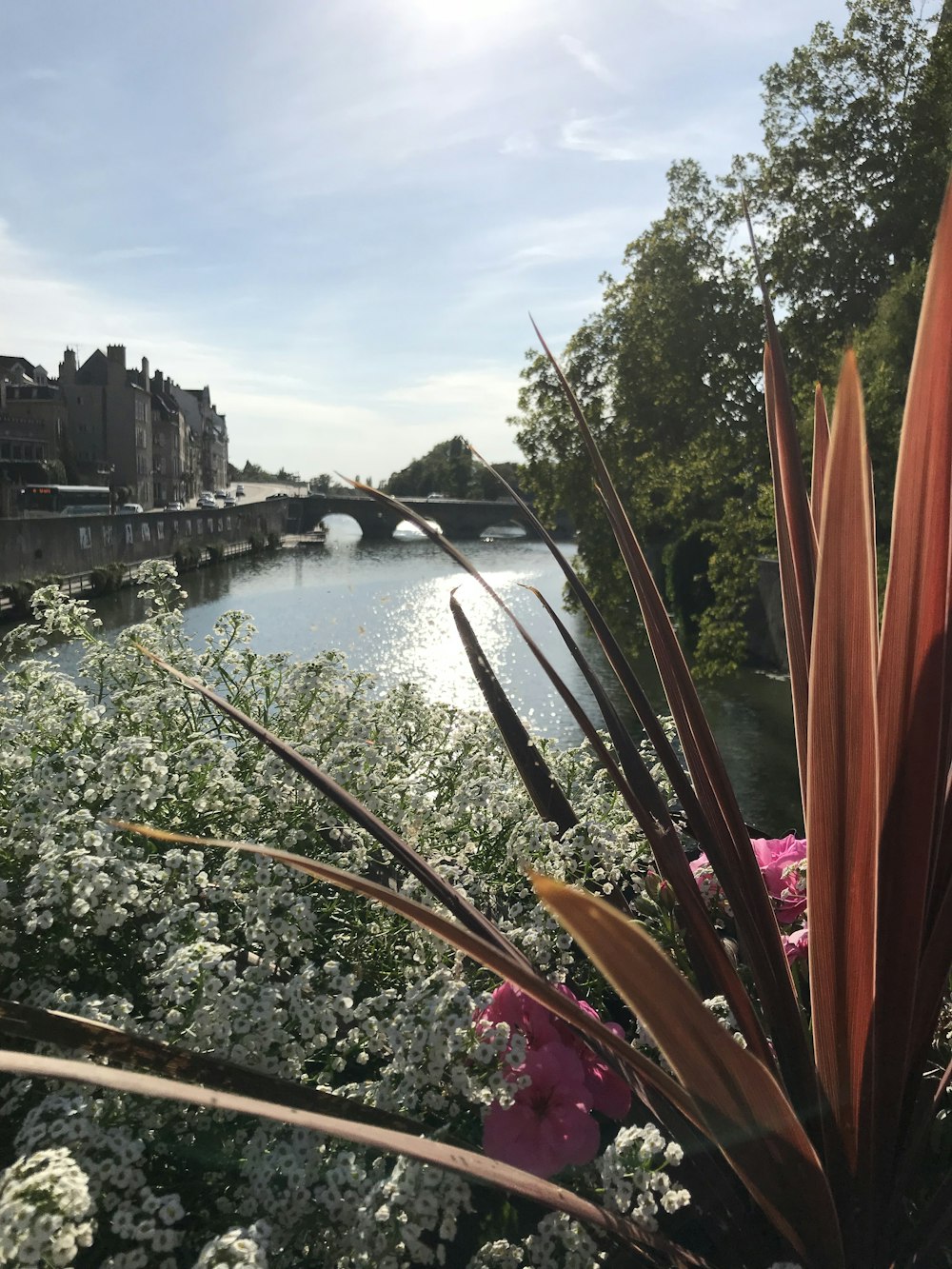 red flowers near body of water during daytime