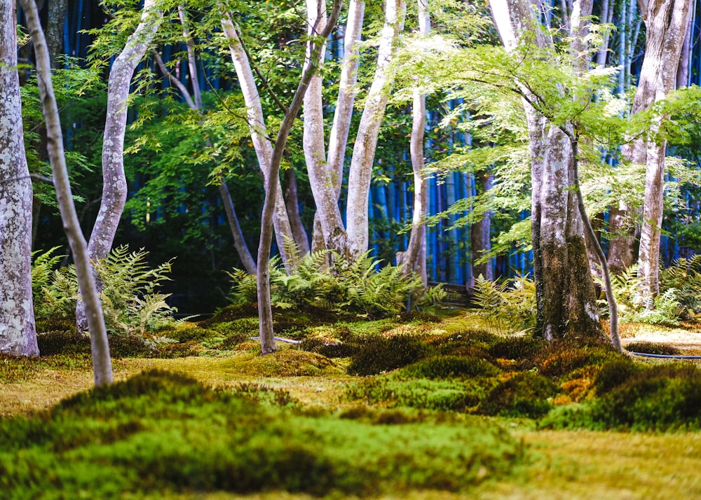 green grass field with trees