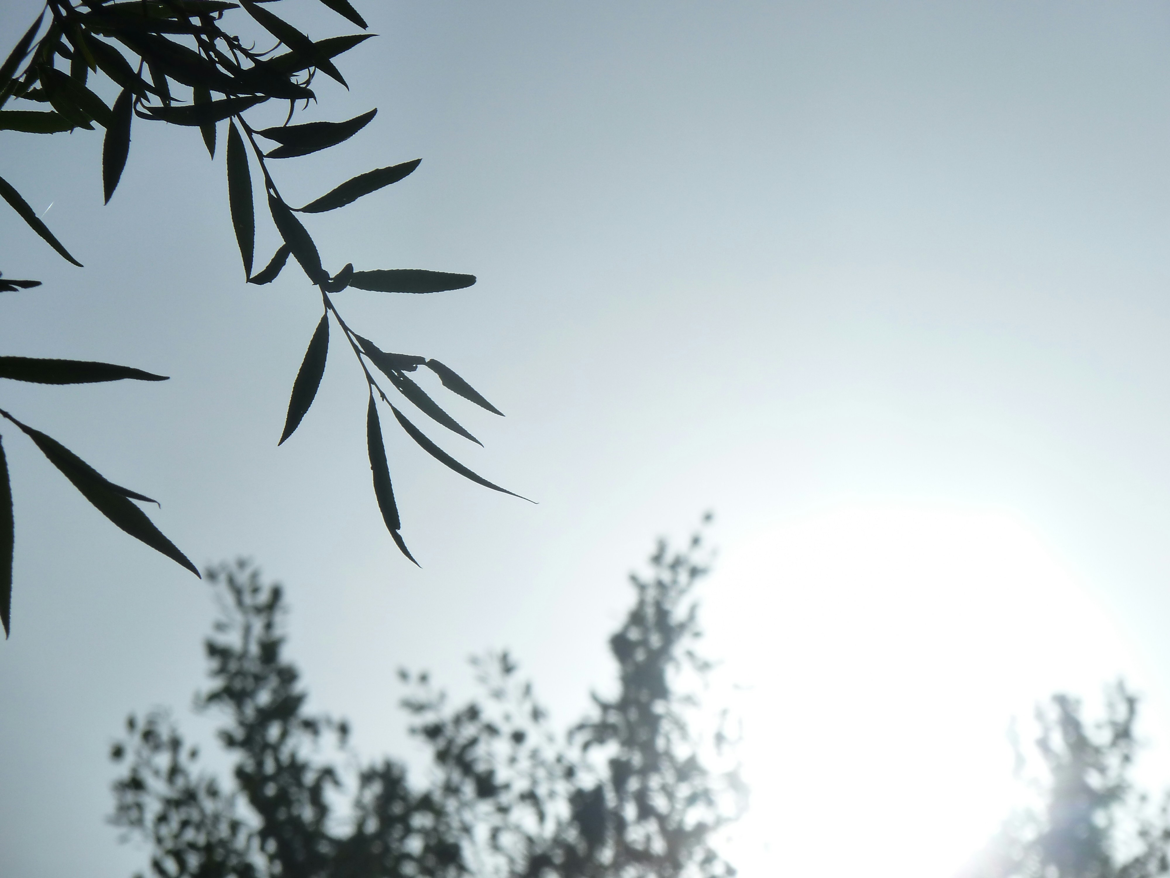 Photo by louwechsler