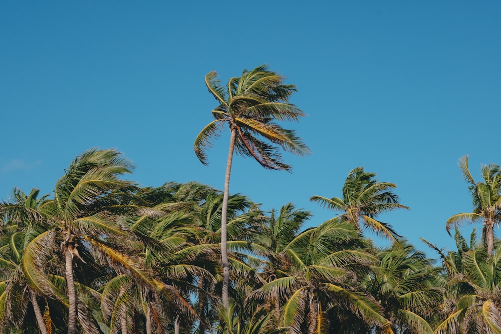 green palm tree under blue sky during daytime