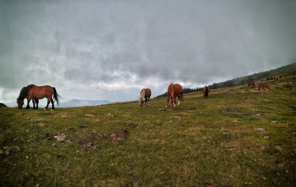 brown horse on green grass field during daytime