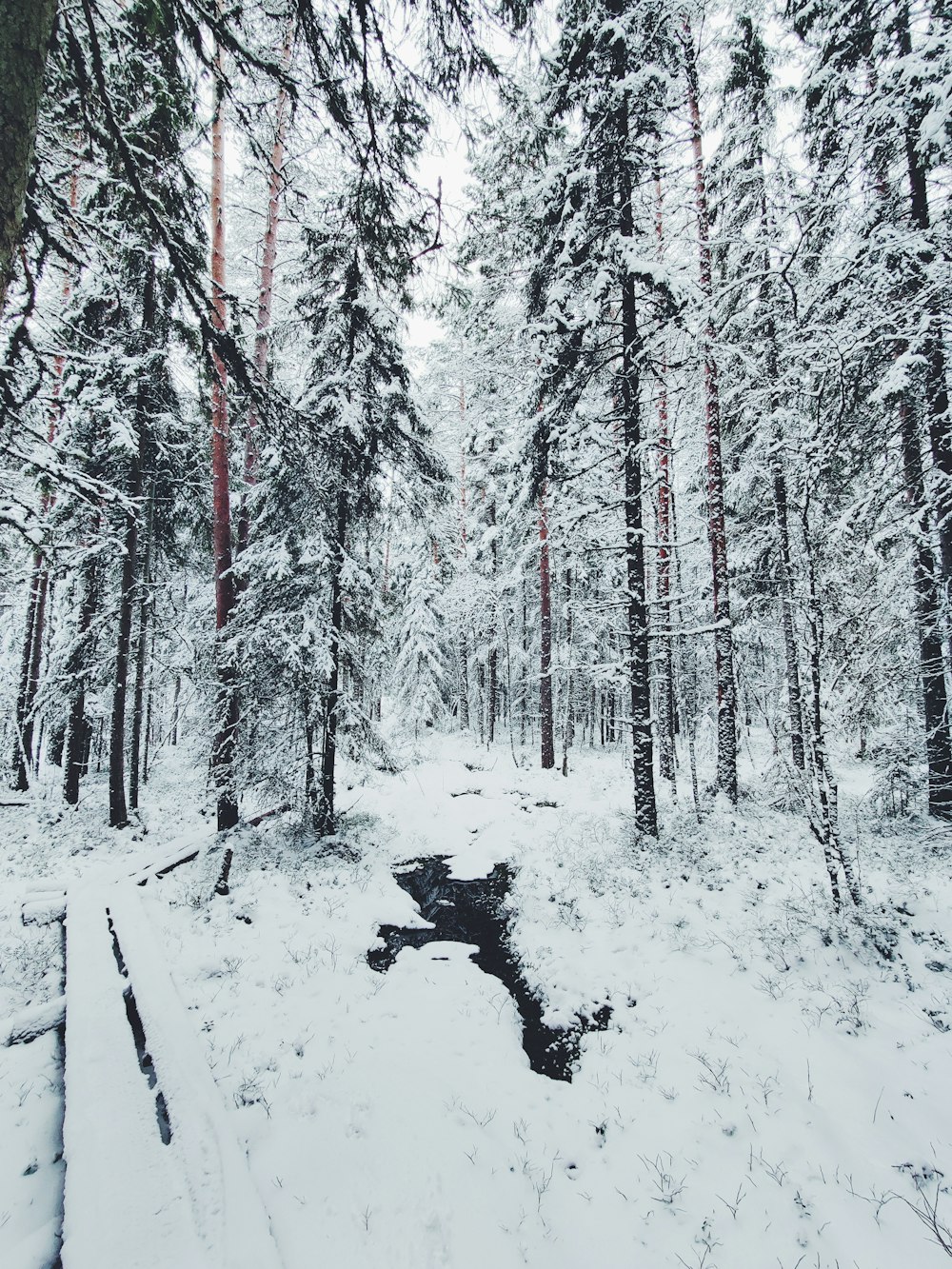 snow covered trees during daytime