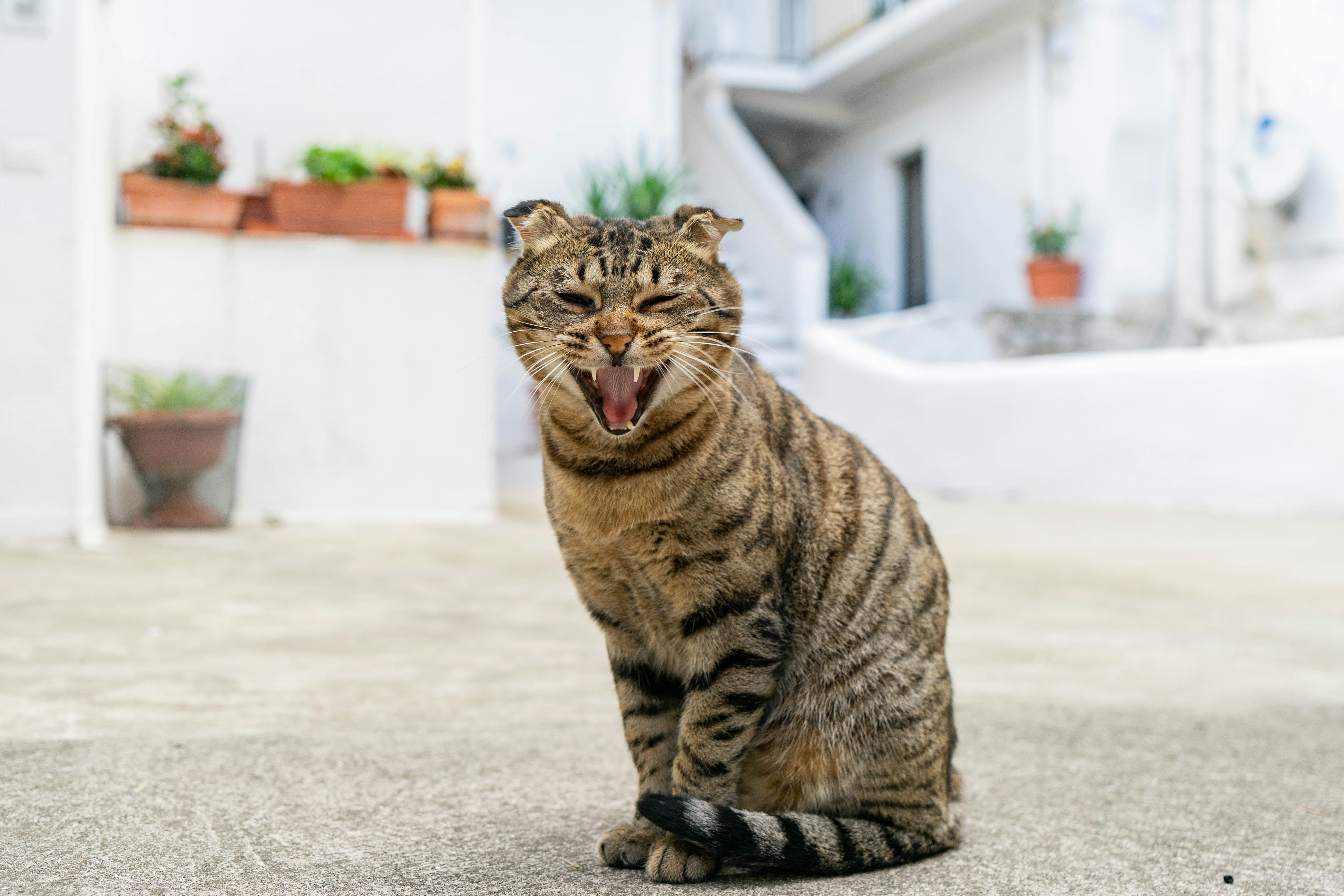 The Ghost of the Bamboo: Asiatic Golden Cat (image credits: unsplash)