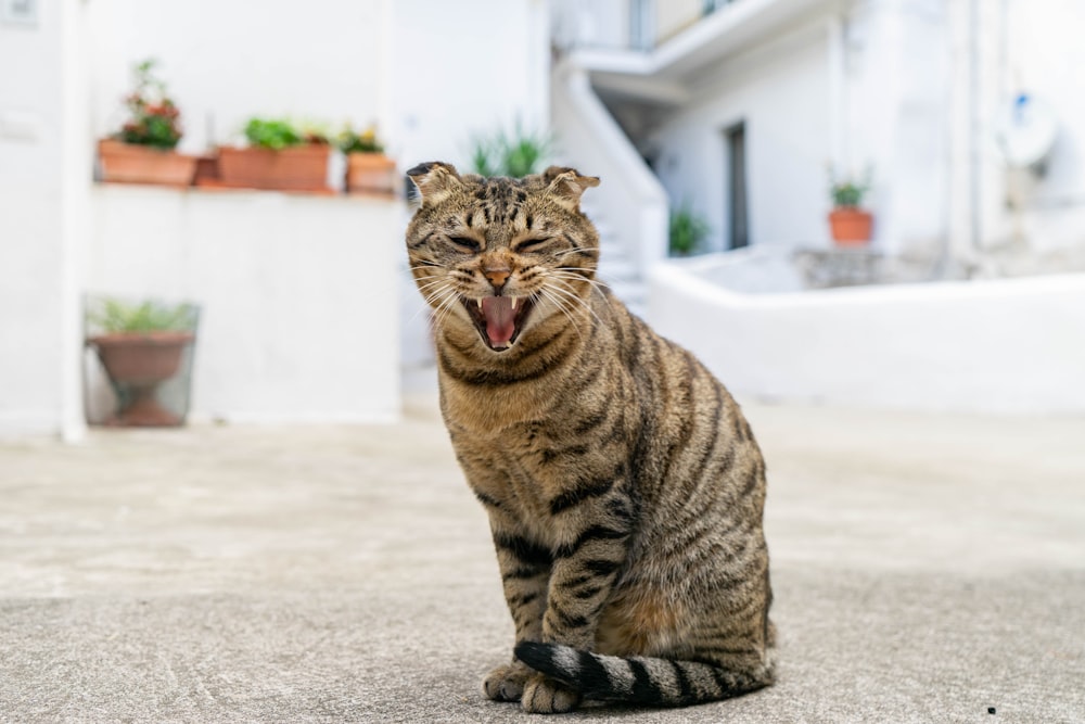 brown tabby cat on gray concrete floor