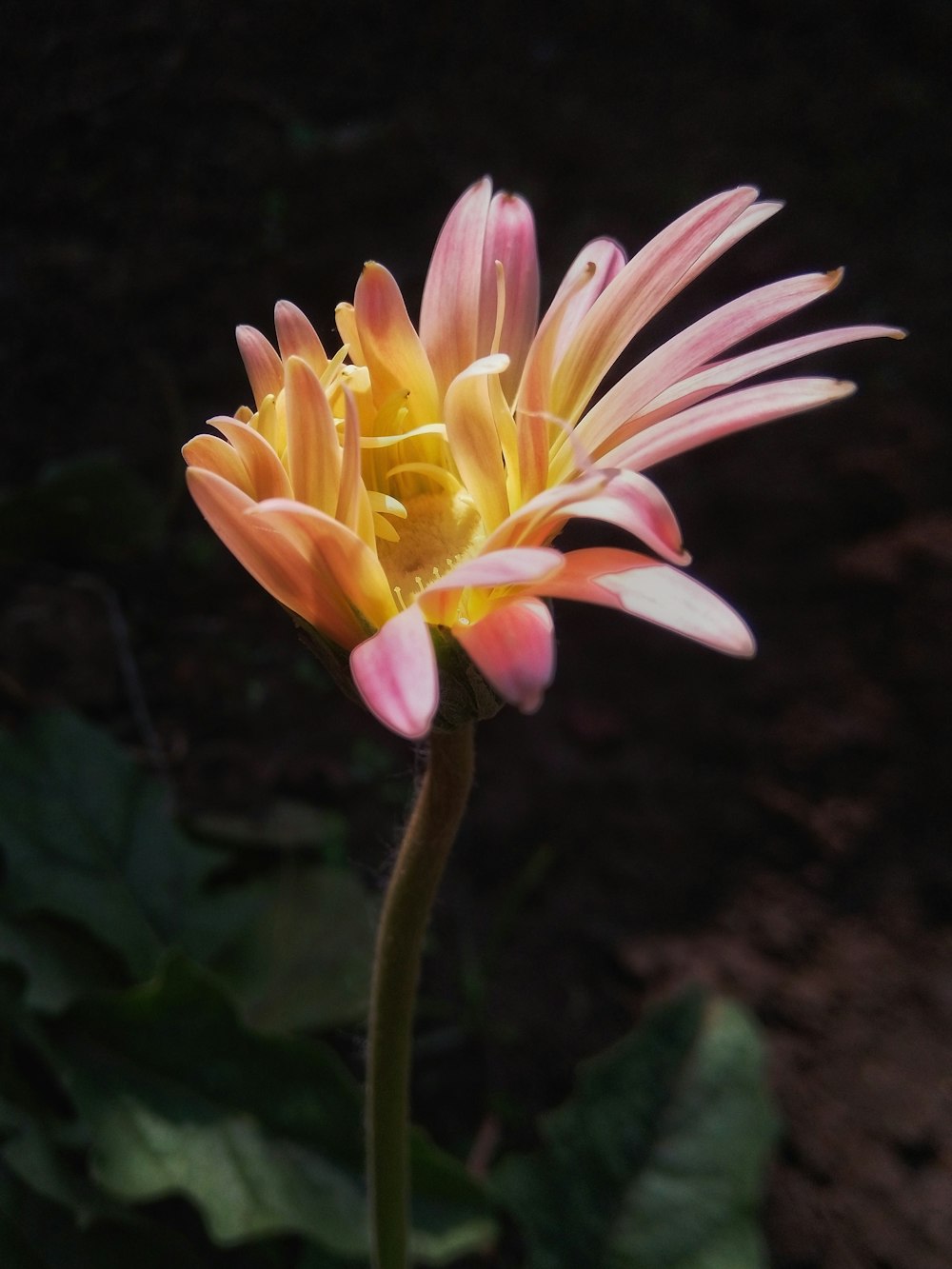 yellow and pink flower in tilt shift lens