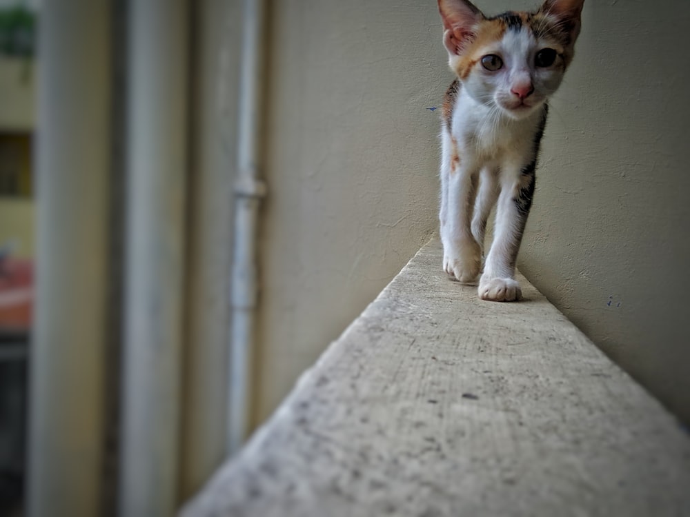 white and orange cat on gray concrete floor