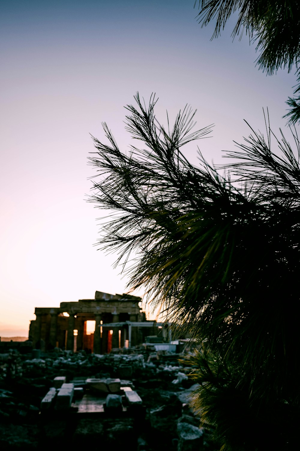 green palm tree near city buildings during daytime