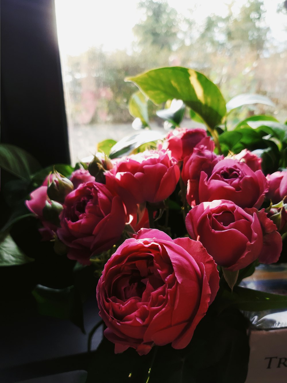 pink roses in clear glass vase