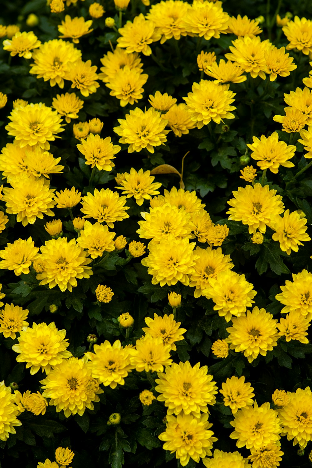 flores amarelas com folhas verdes