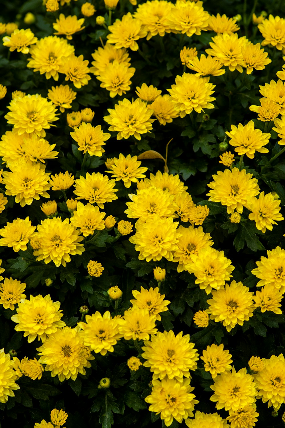 fleurs jaunes avec des feuilles vertes