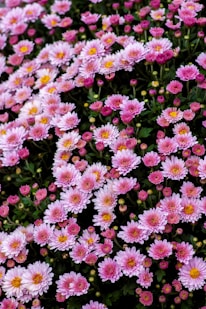 pink and white flowers in tilt shift lens CHRYSANTHEMUM PLANT