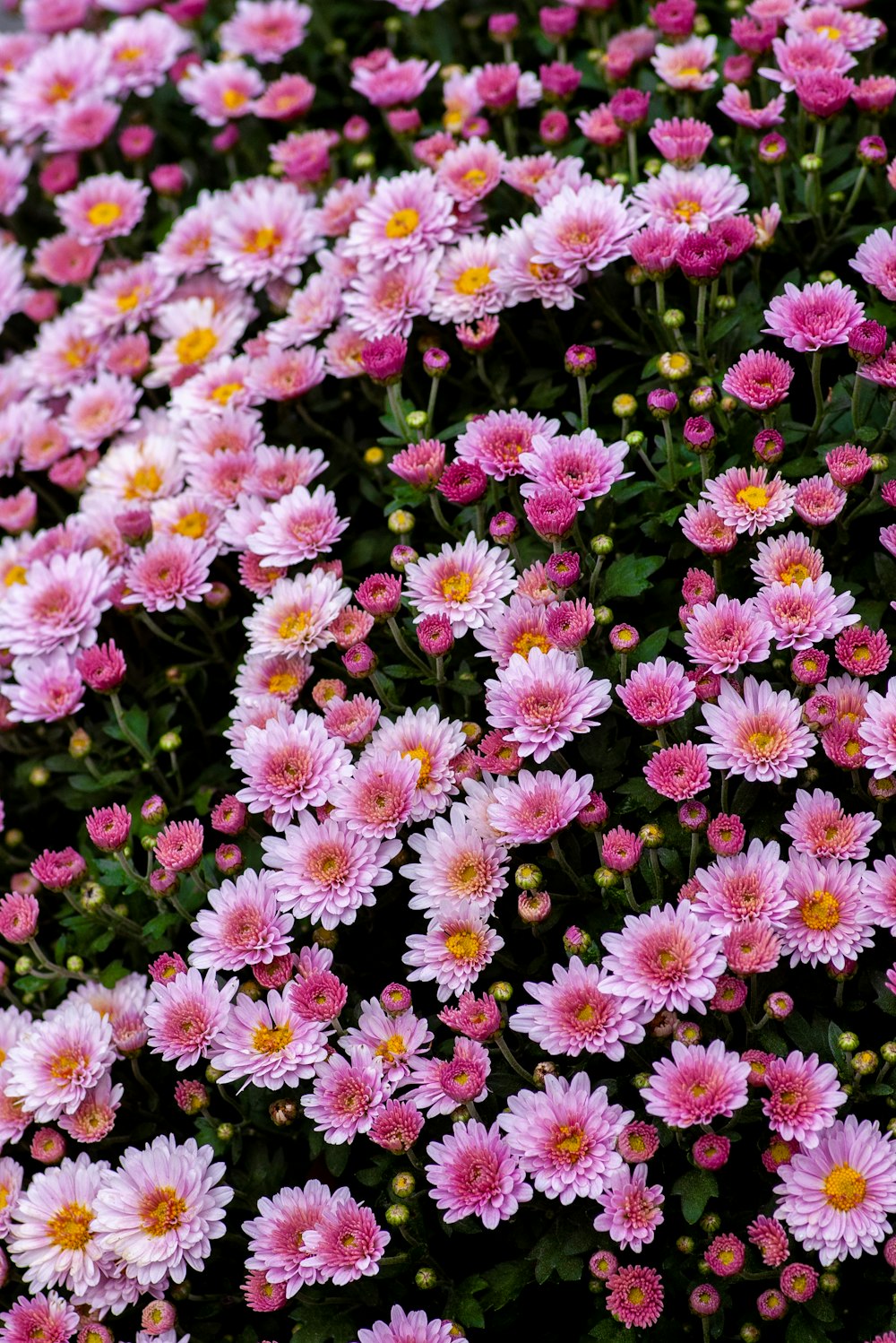 pink and white flowers in tilt shift lens