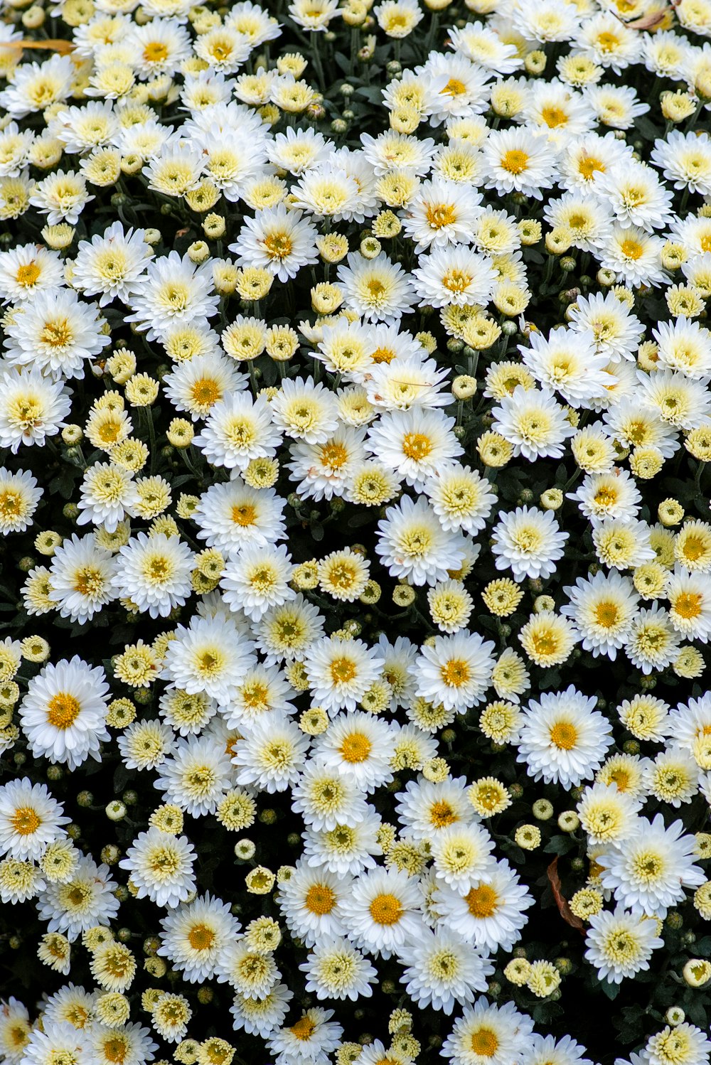 white and yellow flowers during daytime