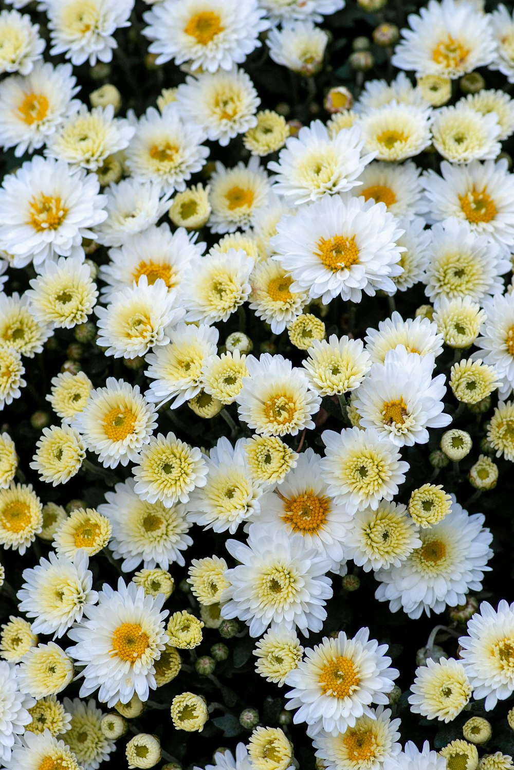 campo de flores brancas e amarelas