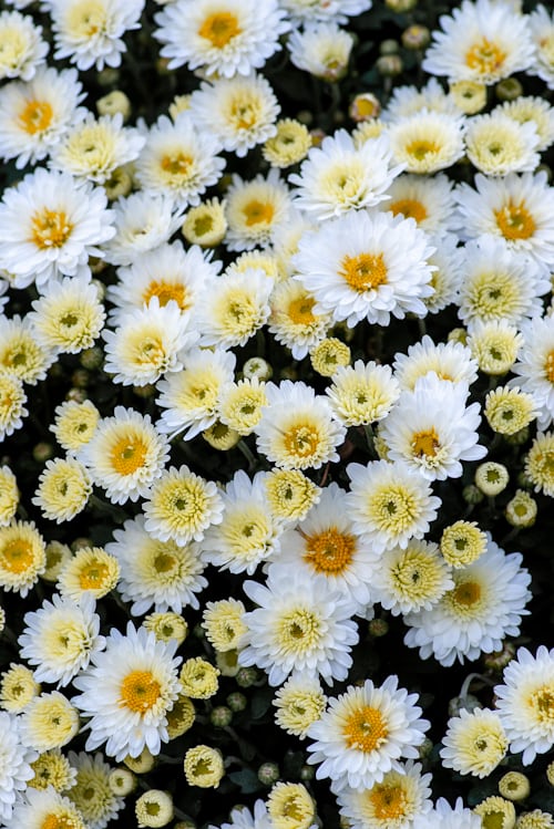 flores naturales de crisantemos o margaritas euro blanco