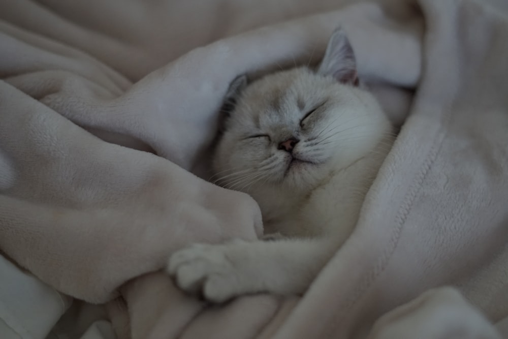 a white cat is sleeping on a blanket