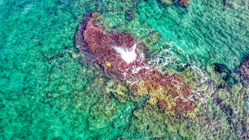 Vista aerea di alberi marroni e verdi su uno specchio d'acqua