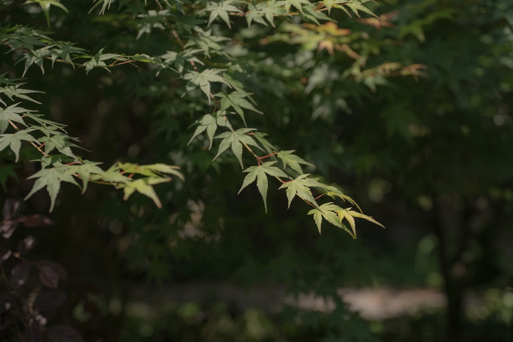 green leaves in tilt shift lens