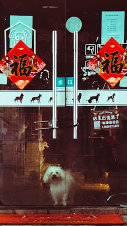 A small white dog stands behind glass doors adorned with red decorative signs and Chinese characters. The reflections and stickers on the door suggest a pet shop or grooming business. The dog appears to be looking outside, standing on a red mat with scattered yellow leaves.
