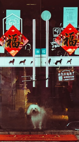 A small white dog stands behind glass doors adorned with red decorative signs and Chinese characters. The reflections and stickers on the door suggest a pet shop or grooming business. The dog appears to be looking outside, standing on a red mat with scattered yellow leaves.