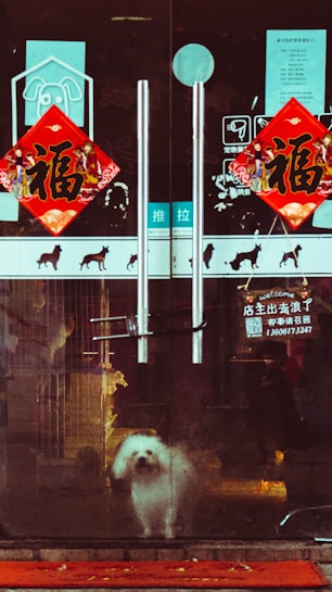 A small white dog stands behind glass doors adorned with red decorative signs and Chinese characters. The reflections and stickers on the door suggest a pet shop or grooming business. The dog appears to be looking outside, standing on a red mat with scattered yellow leaves.