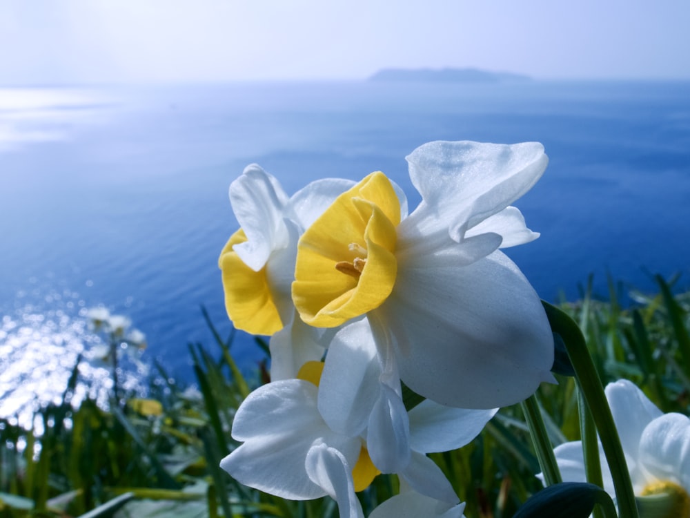 white and yellow daffodils in bloom during daytime