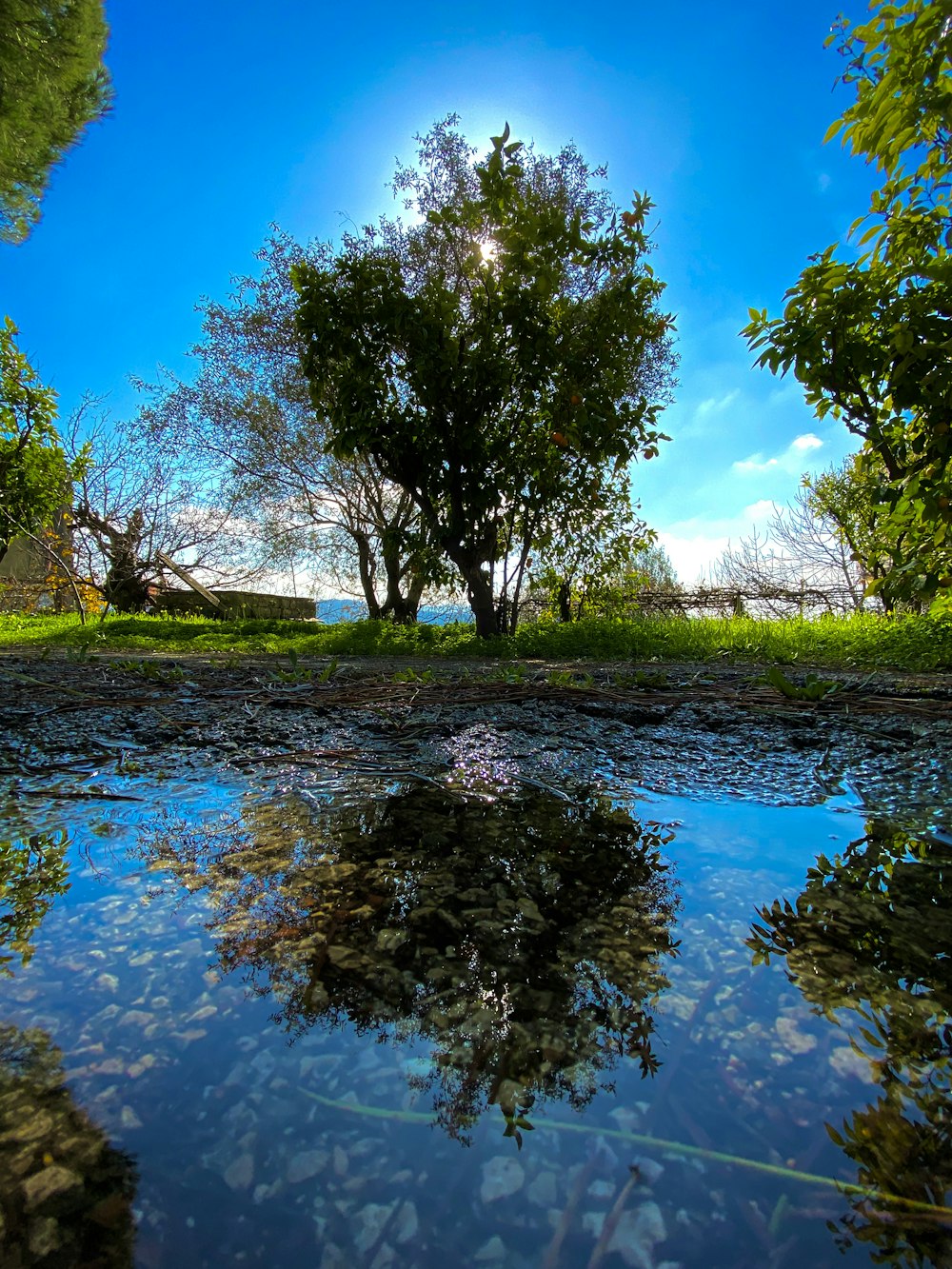 erba verde e alberi accanto al fiume durante il giorno