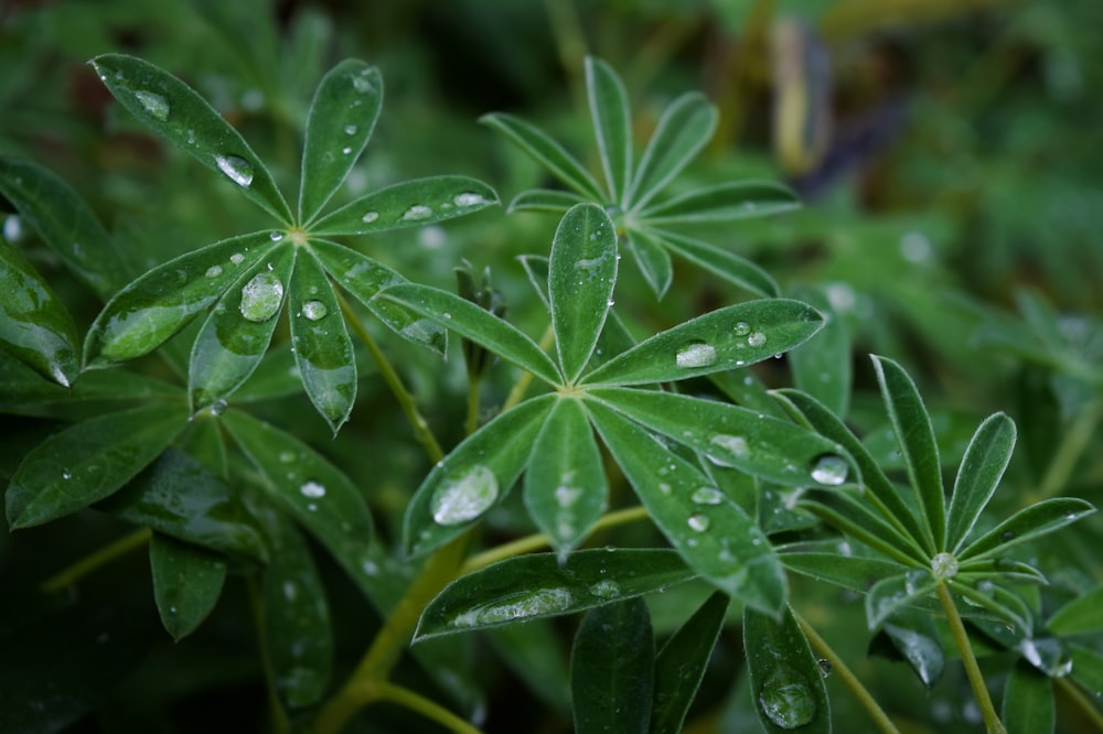 green leaves with water droplets