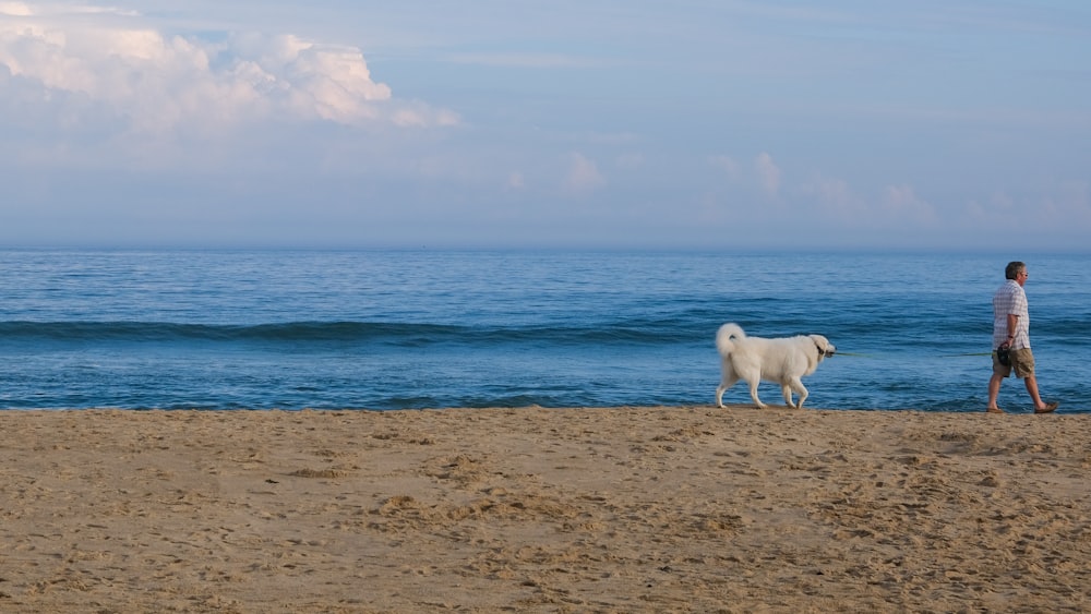 white horse on brown sand near body of water during daytime