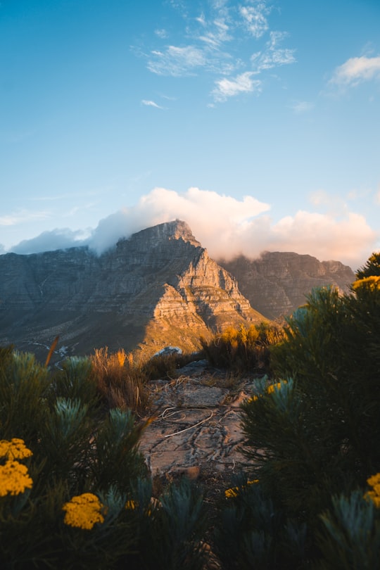 green and brown trees near brown rocky mountain under blue sky during daytime in Table Mountain National Park South Africa